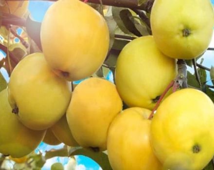Description of the apple variety Amber and its varieties, advantages and disadvantages