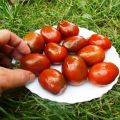 Описание на разнообразието от домати сливи, препоръки за отглеждане и грижи