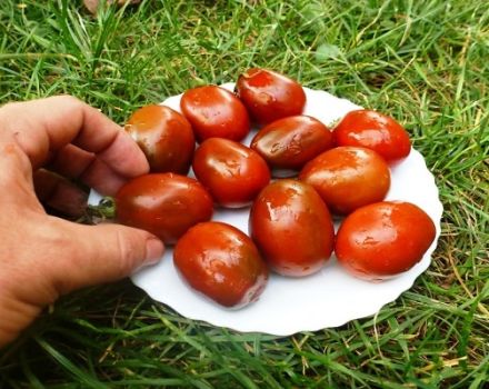 Опис сорте парадајза суве шљиве, препоруке за узгој и негу