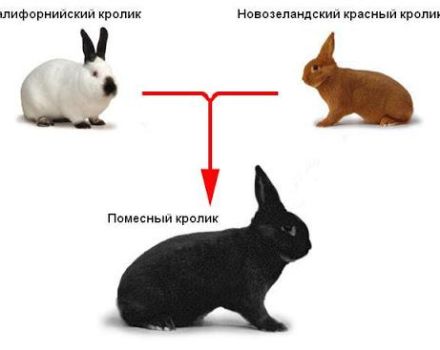 Is it possible and what are the options for crossing different breeds of rabbits, table