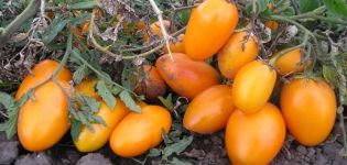 Cómo elegir las mejores variedades de tomates para invernaderos sin pellizcar.