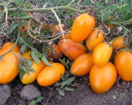 Како изабрати најбоље сорте парадајза за стакленике без пинцирања