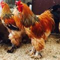 Description of the 14 largest breeds of chickens and rules for keeping large birds