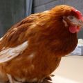 Gà bị bướu cổ phải làm sao, nguyên nhân và cách điều trị