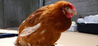 What to do if a chicken has a clogged goiter, causes and treatments