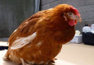 Τι να κάνετε εάν ένα κοτόπουλο έχει φραγμένο βρογχοκήλη, αιτίες και θεραπείες