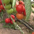 Descrição da variedade de tomate Liza, características e produtividade