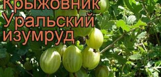 Описание и характеристики на сорта цариградско грозде Уралски изумруд, засаждане и грижи