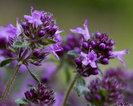 Propriétés médicinales et contre-indications du thym pour le corps humain