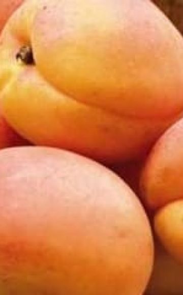Beskrivelse og egenskaber ved Hargrand abrikosvariet, dyrkning og pleje