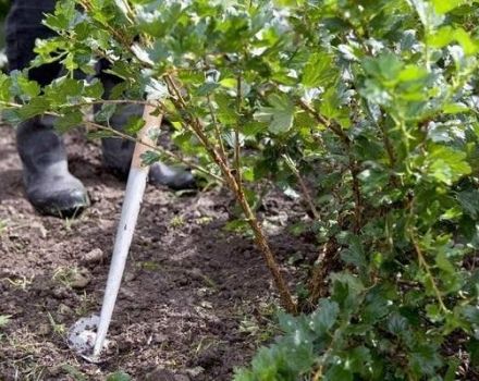 The better to feed the gooseberry, how to water it correctly in summer and autumn