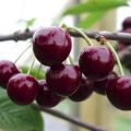 وصف وخصائص صنف كرز الفيدا وزراعته ورعايته