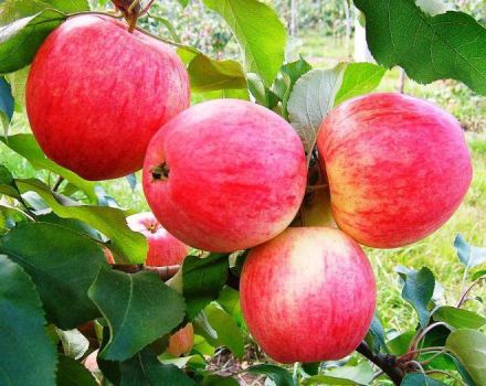 Mô tả và đặc điểm của cây Mơ táo, cách trồng, trồng và chăm sóc