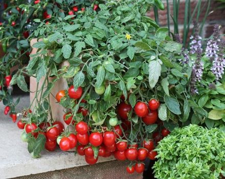 Características del cultivo de tomates cherry en el alféizar de la ventana en casa.