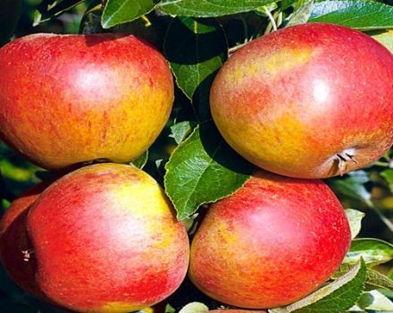 Описание и характеристики на сорта ябълкови дървета Sweet Nega, показатели за добив и отзиви на градинарите