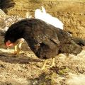 Узроци и симптоми Марекове болести код пилића, методе лечења