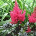 Characteristics and description of Fanal astilbe, cultivation and care