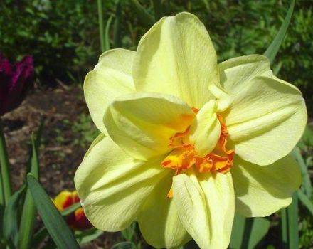 Descrição e características da variedade de narciso do Taiti, cuidado e aplicação