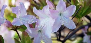 Opis i charakterystyka rododendronów Schlippenbacha, sadzenie i uprawa