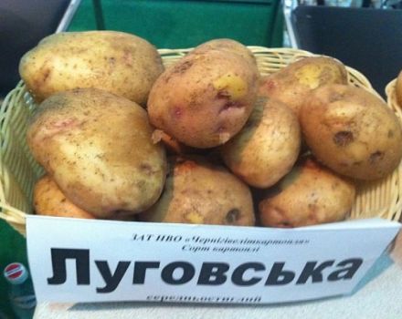 Опис сорте кромпира Луговскои, карактеристике гајења и приноса