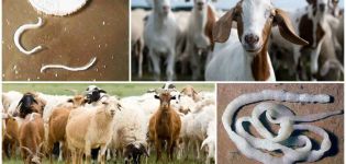 Anzeichen und Symptome von Würmern bei Ziegen, Behandlung und vorbeugende Maßnahmen