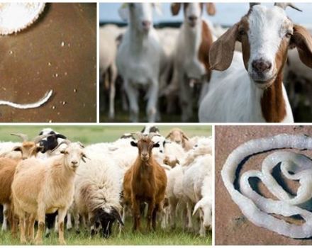 Anzeichen und Symptome von Würmern bei Ziegen, Behandlung und vorbeugende Maßnahmen