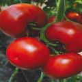 Характеристики и описание на сорта домат Мариса