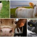Razões pelas quais uma vaca pode tossir e tratamento caseiro