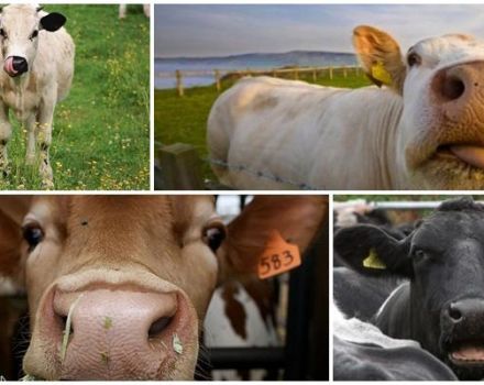 Razões pelas quais uma vaca pode tossir e tratamento caseiro