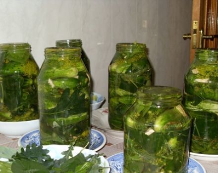 Receitas de pepinos em conserva com folhas de carvalho para o inverno em potes