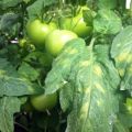 Metoder för att bekämpa tomatkladosporiumsjukdom (brun fläck) och resistenta sorter