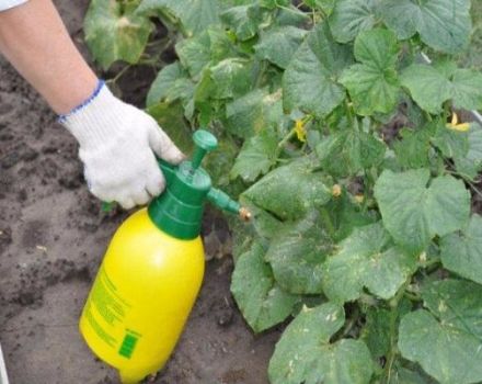 Instruções de uso dos 10 melhores fungicidas para pepinos