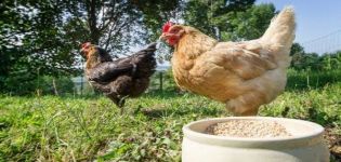 How to properly prepare a mash for laying hens, the best recipes and composition