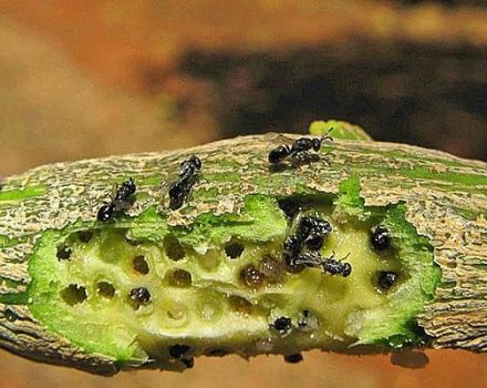 How to get rid of scale insects on lemon, means and methods of struggle