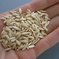 Comment vérifier la germination des graines de concombre dans l'eau à la maison