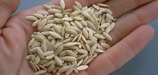 Como verificar se as sementes de pepino estão germinando na água em casa