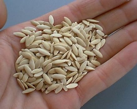Come controllare i semi di cetriolo per la germinazione nell'acqua a casa