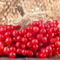 Plantar, cultivar e cuidar do viburnum em campo aberto