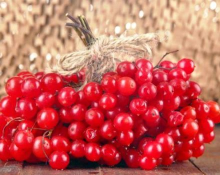 Φύτευση, καλλιέργεια και φροντίδα του viburnum στον ανοιχτό χώρο