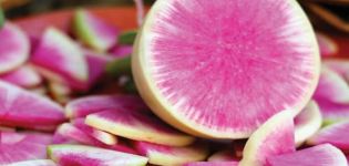 Opis odmiany daikon Misato Pink brokat, cechy uprawy i pielęgnacji
