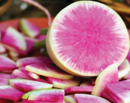 Opis odmiany daikon Misato Pink brokat, cechy uprawy i pielęgnacji