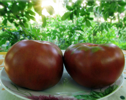 Characteristics and description of tomato varieties of the Gnome tomato series, its yield