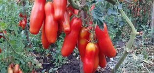 Description of the tomato variety Zabava and its characteristics