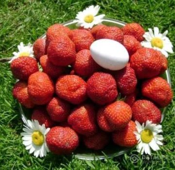 Plantar, cultivar e cuidar de morangos em campo aberto na Sibéria e as melhores variedades