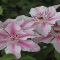 Beskrivelse og finesser af voksende clematis-sorter Pink Fantasy