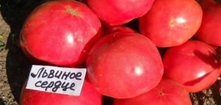 Description de la variété de tomate Lionheart, ses caractéristiques et sa productivité