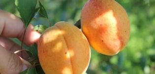 خصائص صنف مشمش القرم آمور ووصف مزايا وعيوب الشجرة