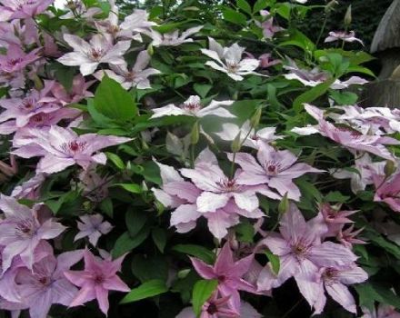 وصف وخصائص مجموعة Clematis Hegley الهجينة والزرع والتقليم