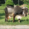 وصف وخصائص حيوان zebu وموئل ومحتوى السلالة