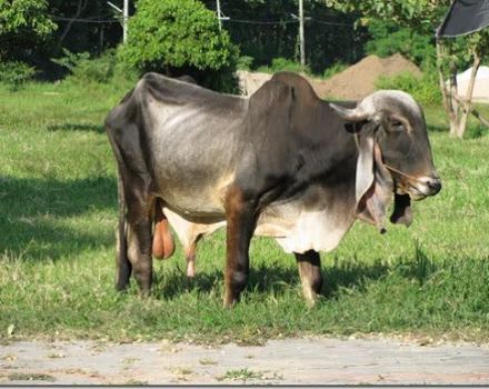 Zebu hayvanının tanımı ve özellikleri, habitat ve cins içeriği